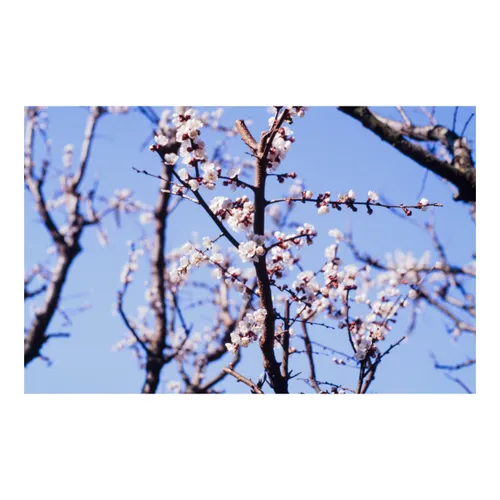 Blossom and Bokeh