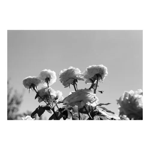 Bouquet of Light
