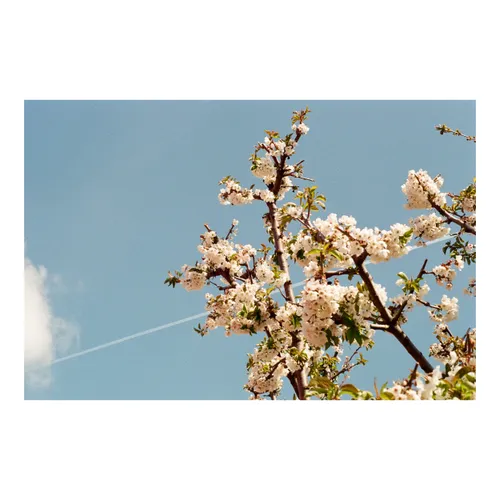 Spring Sky