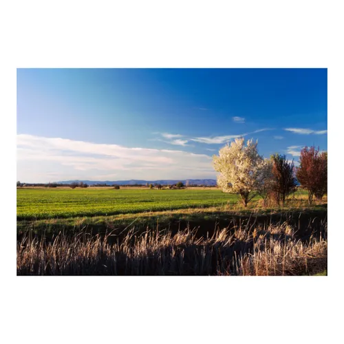 Vibrant Fields